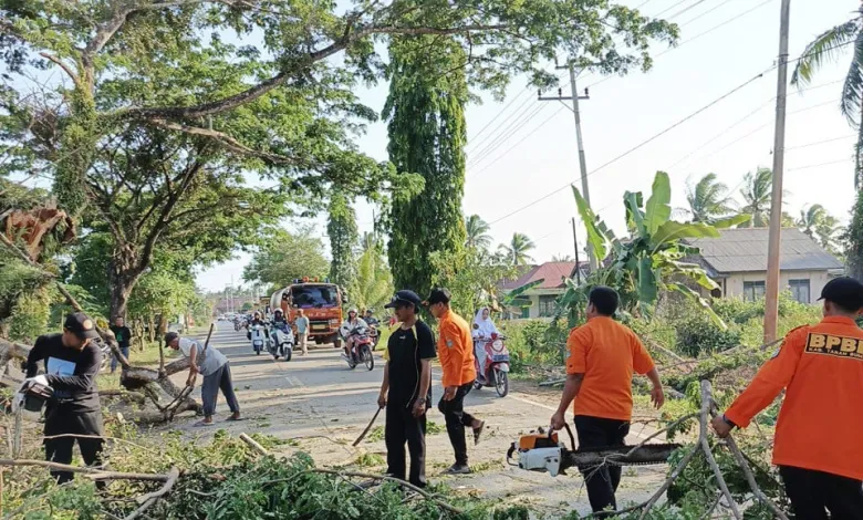 BPBD Tanah Bumbu Gerak Cepat Tangani Pohon Tumbang Akibat Angin Kencang